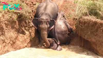 QL Heroic Efforts Lead to drаmаtіс reѕсue: Elephant Trapped in Well for 5 Hours Finally freed