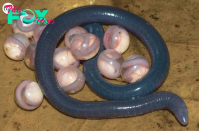 Ignite Viewer Curiosity: The Enchanting Mystery of African Snake Eggs – Newspaper World ‎