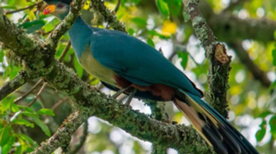 QL The Magnificent Great Blue Turaco: A Precious Gem of West African Rainforests