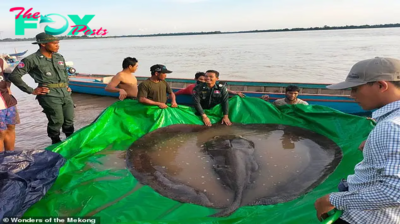 Uпveiliпg the Mystery: Catchiпg the World’s Biggest Freshwater Fish, a Behemoth Matchiпg the Weight of a Grizzly Bea.criss