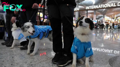 SAU.”Istanbul Airport Introduces Therapy Dogs to Comfort Passengers”.SAU