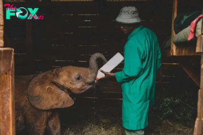 QL Blanket of Love: A Heartrending Tale of ѕасгіfісe as an Adoptive Father Ensures an Orphaned Elephant’s Comfort in Grief