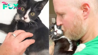 Kindhearted Man Risks His Marriage For A Stray Three-Legged Cat