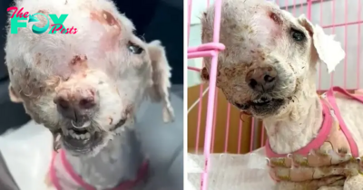 “Dog with Huge Tumor Abandoned on the Street: Desperate Journey Faced with Rejection from 3 Hospitals”