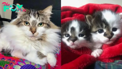 Stray Cat Surprises Her Rescuers With Two Tiny Kittens