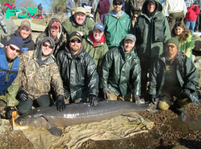S127 A 125-year-old Lake Sturgeon, caught in the U.S., has shattered records as the largest and most ancient freshwater fish ever captured. S127