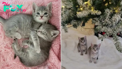 Rescued Kittens Find A Dream Home And Get Their Own Christmas Tree
