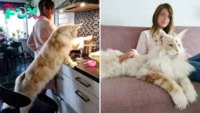 Meet Lotus, The Huge Fluffy Maine Coon Cat That’s Going Viral On Instagram