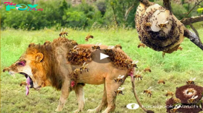 Sleeping near a giant honeycomb, the lion was painfully stabbed by millions of stabs on its body, causing it to run away for its life