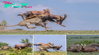 Facing a grim fate, the pregnant topi antelope endured the merciless bites of two cheetahs until its last breath, a poignant reminder of the harsh realities of survival in the unforgiving wilderness