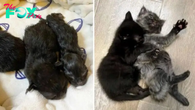 The Bond Between These Kitten Brothers Is Out Of This World