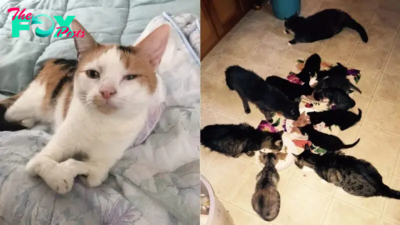 72-Year-Old Woman Dedicated Her Life To Helping Cats With Disabilities