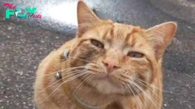 Lost Cat Travels 24 Miles All The Way To His Birthplace