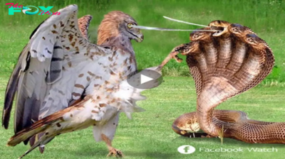 The eagle used its sharp claws to fight fiercely with the 5-headed snake when it sprayed extremely strong poison into its eyes