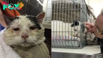 This Semi-Feral Cat Finds Home With Other Kitties Just Like Him