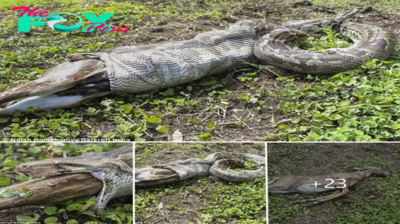 Unbelievable Predatory Act: Camera Footage Documents Indian Rock Python Swallowing Whole Antelope