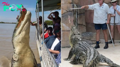 Aww The 6m long crocodile rushed up to grab the bait, making tourists scream