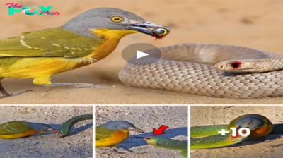 The Snake’s Last Journey: A brave bird challenges all limits when attacking a snake twice its size and the ending is surprising (Video)