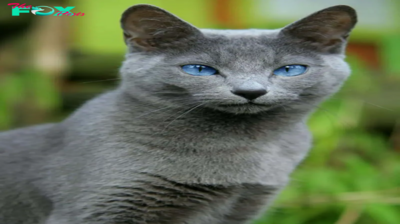 The Graceful Russian Blue Cat: A Majestic Feline Companion-B1