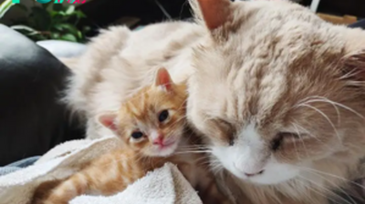 ntt.Nurturing Bonds: Heartwarming Tale of a Family Cat Adopting a Kitten and Embracing Parenthood Together.