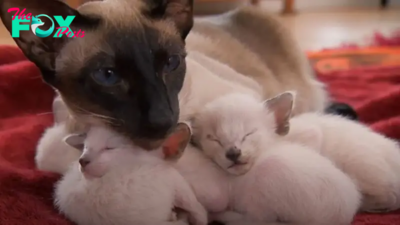 Protective Siamese Mother Cat Shows Unwavering Devotion To Her Kittens