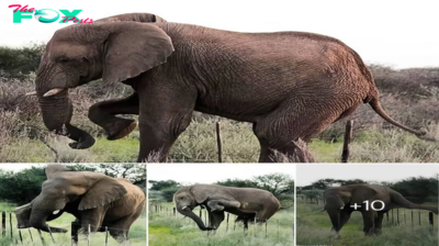 Elephants’ Astounding Agility: Navigating Obstacles with Grace