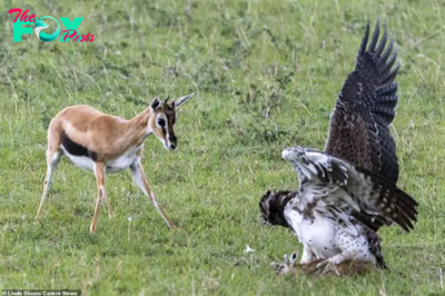 The brave mother antelope tries her best to save her child from the сɩᴜtсһeѕ of the giant eagle and ends…
