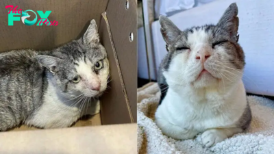 Potato Was One Hour From Being Euthanized For Being Too Feral
