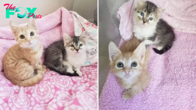 Meet Bean And Chickpea, Kittens Who Found Their Happily Ever After Despite A Rough Start