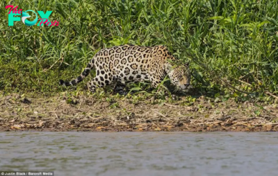 The Crocodile’s Last Nap: The jaguar swims in the river and ambushes a crocodile from behind before crawling onto the sand and pouncing on its prey for a hearty meal