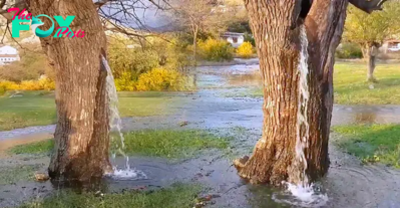 kp6.”Strange natural phenomenon: The water-spewing tree has existed for 1500 years.”