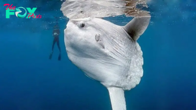 American divers were astonished when they came face to face with Snow, an immense white fish stretching over 92 feet long and tipping the scales at a staggering 5600 pounds, yet surprisingly greeted them with a friendly demeanor.  .SB