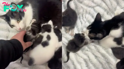 Rescuer Brings Orphaned Kittens To A Gentle Mama Cat And Her Reaction Is Adorable
