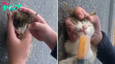 A Kitten Abandoned On The Highway Wouldn’t Survive If It Wasn’t For This Man