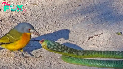 KS  “Feathered Fearlessness: Bird Takes on Giant Snake in Jaw-Dropping Encounter (Video)”