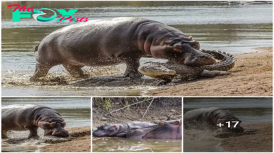 Mother Hippo’s Fury: Crocodile Pays the Price for Approaching Newborn ‎