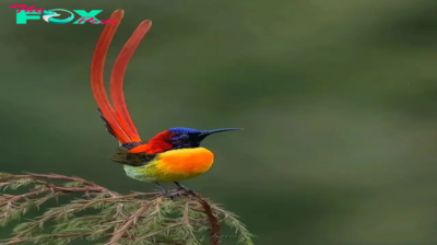 QL Discovering the Exquisite Charm of a Bird with its Vibrant Red Tail, Sunshine Yellow, and Fiery Orange Stripes!