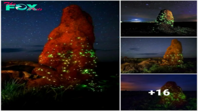Eerie Glowing Mounds Illuminate the Night: An Otherworldly Display