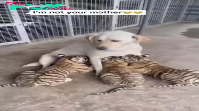 S29. Unbelievable Bond: Mother Dog’s Courageous Journey Raising Orphaned Tiger Cubs Against All Odds. S29