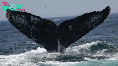 7,000 humpback whales died in the North Pacific over 10 years — and 'the blob' is to blame