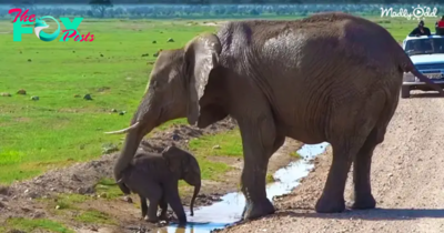 QL Brave Baby Elephant Overcomes Water Fear with Support from Mom