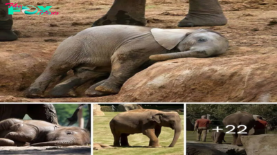 Enchanting Slumber: Baby Elephant’s Adorable Laziness Captivates Caretakers and Mom