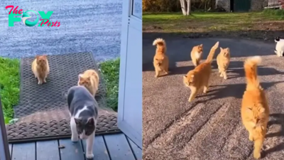 Couple Finds A Bunch Of Cats On A New Property And Their Reaction Is Priceless