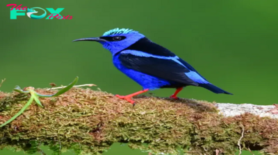 QL An Eye-Catching Bird featuring Stunning Blue and Yellow Plumage