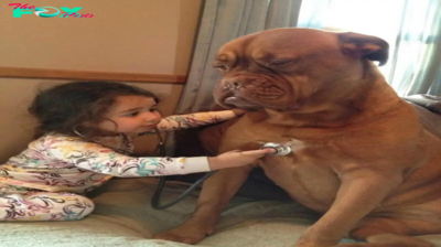 A Heartwarming Display of Compassion: 6-Year-Old Caregiver Comforts Ailing Canine Gus with Her Treasured Toys, Stirring Emotions Across the Online Community /b