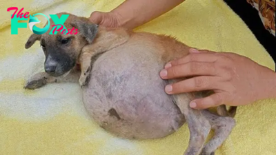 Abandoned dog: crying in pain and swollen belly, unable to stand