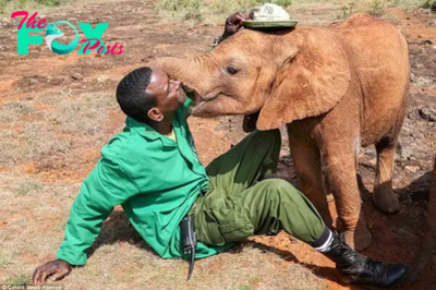 QL Orphaned Baby Elephant Finds Solace: Expresses Gratitude with Gentle Kisses to His Rescuer