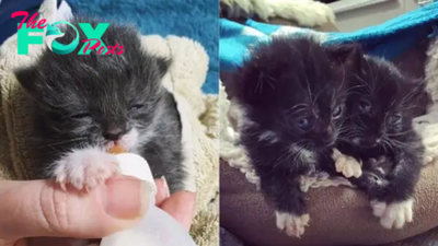 Newborn Kittens Found In Bin Bag Are One Step Closer To Their Forever Home