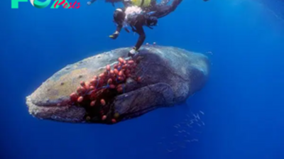 LS ””Incredible saving of humpback whale ensnared in illicit fishing net near Spain’s Mallorca coast.””