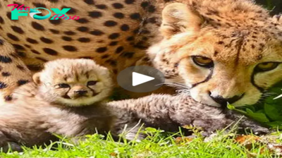 Lamz.Adorable Milestone: Watch as Five Tiny 15-Day-Old Cheetah Cubs Venture Outside for the First Time at Canal Zoo! (Video)